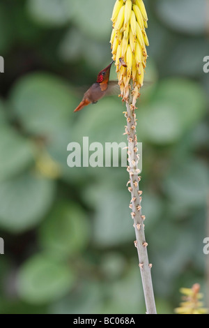 Ruby Topaz Kolibri Chrysolampis Mosquitus Männchen ernähren sich von einer gemeinsamen Aloe-Aloe barbadensis Stockfoto