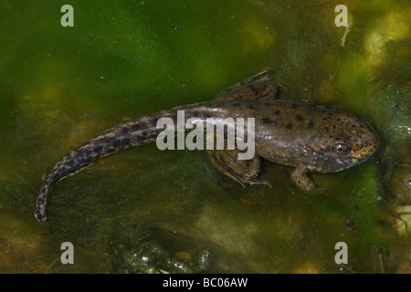 Green Frog [Rana Clamitans] Metamorphosing Frosch zeigt Tail Kaulquappe und Frosch Gliedmaßen - New York-USA Stockfoto