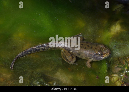 Green Frog [Rana Clamitans] Metamorphosing Frosch zeigt Tail Kaulquappe und Frosch Gliedmaßen - New York-USA Stockfoto