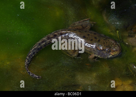 Green Frog [Rana Clamitans] Metamorphosing Frosch zeigt Tail Kaulquappe und Frosch Gliedmaßen - New York-USA Stockfoto