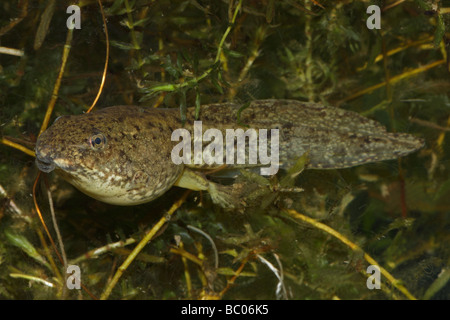 Green Frog Kaulquappe (Rana Clamitans) Zwischenstufe Kaulquappe mit Rücken Beine aufstrebenden - New York - USA Stockfoto