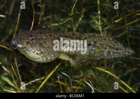 Green Frog Kaulquappe (Rana Clamitans) Zwischenstufe Kaulquappe mit Rücken Beine aufstrebenden - New York - USA Stockfoto