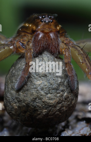 Raft Spider (Dolomedes Spp) mit Ei Sac - New York - USA Stockfoto