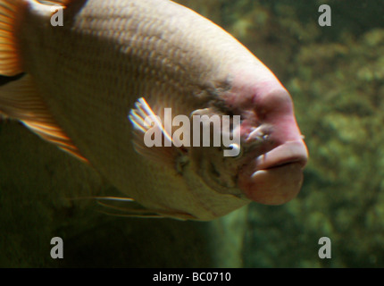 Giant Gourami, Osphronemus goramy, Osphronemidials, Perciformes. Südostasiens Stockfoto