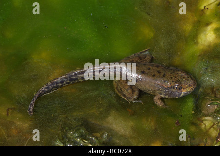 Grüner Frosch (Rana Clamitans) Metamorphosing Frosch zeigt Tail Kaulquappe und Frosch Gliedmaßen - New York-USA Stockfoto