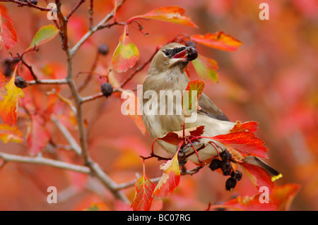 Zeder Seidenschwanz Bombycilla Cedrorum Young auf Weißdorn mit Fallcolors Grand Teton NP Wyoming September 2005 Stockfoto