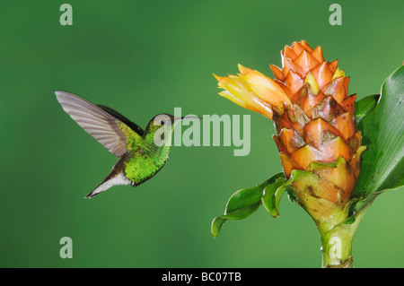 Kupferfarben leitete Emerald Elvira Cupreiceps Männchen im Flug Fütterung an Spiral Ginger Costus Pulverulentus Zentraltal Costa Rica Stockfoto