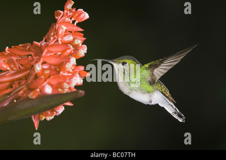 Kupferfarben leitete Emerald Elvira Cupreiceps weiblichen im Flug auf Blume der Ingwerfamilie Zingiberaceae Zentraltal Costa Rica Stockfoto