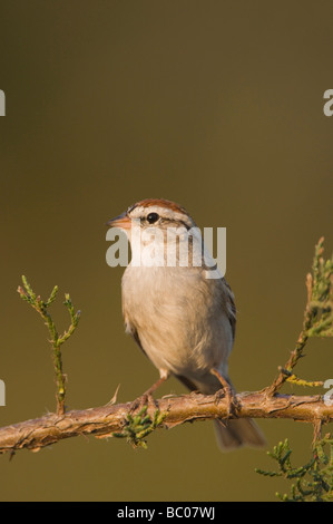 Chipping Sparrow Spizella Passerina Erwachsenen am Berg Zeder Juniperus Ashei Uvalde County Hill Country, Texas USA Stockfoto