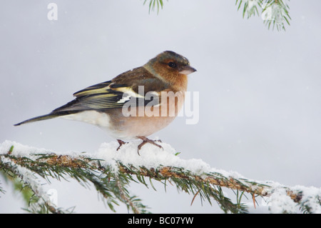 Gemeinsamen Buchfink Fringilla Coelebs Erwachsenen auf Sprouse Zweig mit Schnee während schneit Oberaegeri Schweiz Dezember 2005 Stockfoto