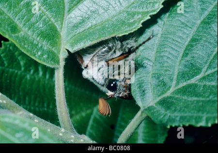 Gemeinsamen Maikäfer Melolontha Melolontha männlich Essen Seewen Schweiz Mai 1994 Stockfoto