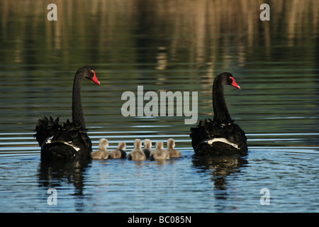 Schwarze Schwäne (Cygnus olor) mit cygnets Stockfoto