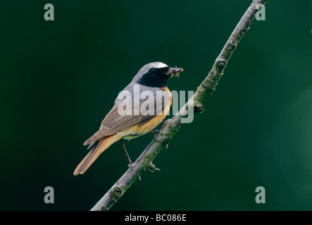 Gemeinsamen Redstart Phoenicurus Phoenicurus männlichen Küssnacht Schweiz Juni 1995 Stockfoto