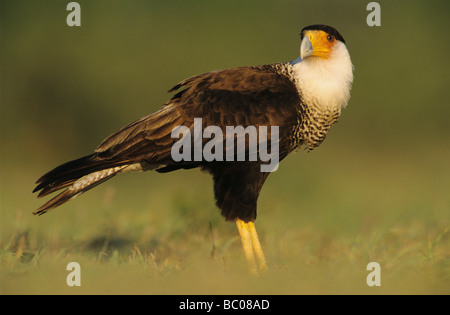 Crested Caracara Caracara Plancus Erwachsenen zu Fuß Starr County Rio Grande Valley Texas USA Mai 2002 Stockfoto