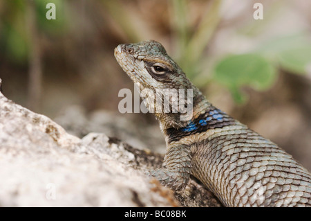 Spalt Spiny Lizard Sceloporus Poinsetti Erwachsene Uvalde County Texas Hill Country USA April 2006 Stockfoto