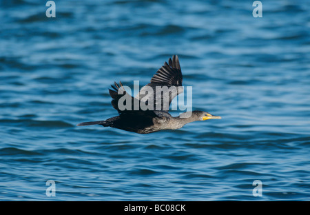 Doppelte crested Kormoran Phalacrocorax Auritus im Flug Port Aransas Texas USA Januar 2003 Stockfoto