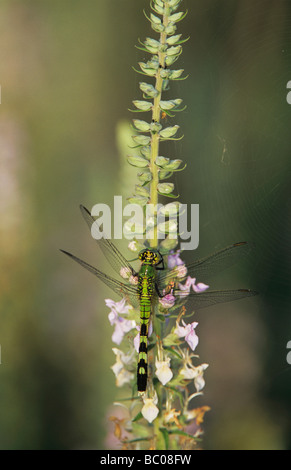 Östliche Pondhawk Erythemis Simplicicollis weiblich auf amerikanischen Gamander Teucrium Canadense Sinton Texas USA Stockfoto