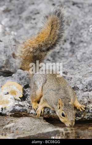 Östlichen Fuchs, Eichhörnchen Sciurus Niger Erwachsene trinken aus Quelle gespeist Teich Uvalde County Hill Country, Texas USA April 2006 Stockfoto
