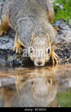 Östlichen Fuchs, Eichhörnchen Sciurus Niger Erwachsene trinken aus Quelle gespeist Teich Uvalde County Hill Country, Texas USA April 2006 Stockfoto
