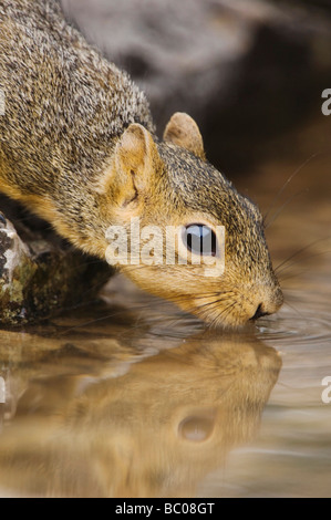 Östlichen Fuchs, Eichhörnchen Sciurus Niger Erwachsene trinken aus Quelle gespeist Teich Uvalde County Hill Country, Texas USA April 2006 Stockfoto
