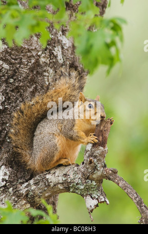 Östlichen Fuchs, Eichhörnchen Sciurus Niger Erwachsener im Baum Uvalde County Hill Country Texas USA April 2006 Stockfoto