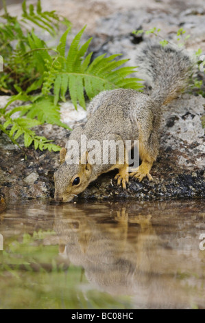 Östlichen Fuchs, Eichhörnchen Sciurus Niger Erwachsene trinken aus Quelle gespeist Teich Uvalde County Hill Country, Texas USA April 2006 Stockfoto