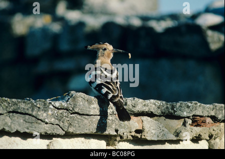 Eurasische Wiedehopf Upupa Epops Erwachsenen Insekt Camargue Frankreich Mai 1993 Stockfoto