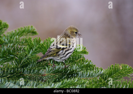 Eurasische Zeisig Zuchtjahr Spinus weibliche thront auf Fichte Zweig Zug Schweiz Dezember 2007 Stockfoto