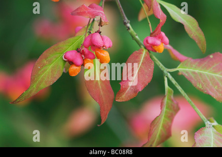 Europäische Spindel Baum Euonymus Europaea Obst Fallcolors Unterlunkhofen Schweiz August 2006 Stockfoto