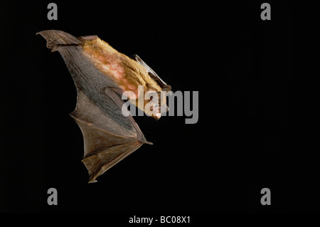 Am Abend Bat Nycticeius Humeralis Erwachsenen während des Fluges Willacy County Rio Grande Valley, Texas USA Juni 2006 Stockfoto