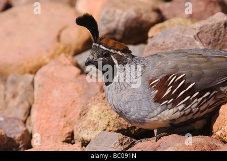 Gambels s Wachtel Art Gambelii männlichen Tucson Arizona USA September 2006 Stockfoto