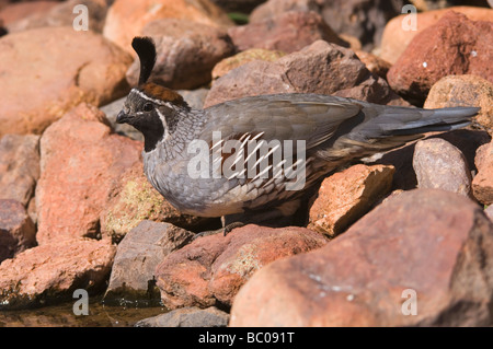 Gambels s Wachtel Art Gambelii männlichen Tucson Arizona USA September 2006 Stockfoto