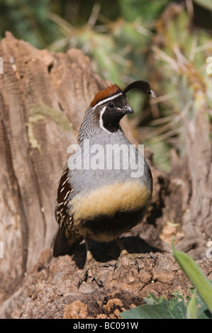Gambels s Wachtel Art Gambelii männlichen Tucson Arizona USA September 2006 Stockfoto