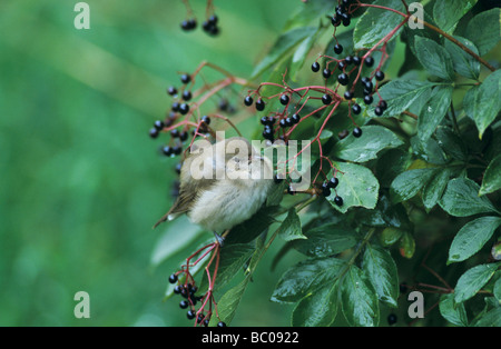 Garden Warbler Sylvia borin Erwachsene auf gemeinsame Holunder Sambucus Nigra Oberaegeri Schweiz September 1998 Stockfoto