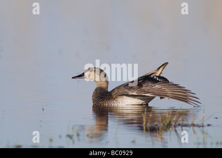 Gadwall Anas Strepera Nationalpark Lake Neusiedl Burgenland Österreich April 2007 Stockfoto