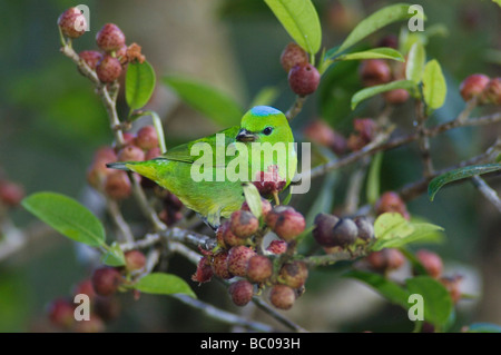 Goldene browed Chlorophonia Chlorophonia Callophrys männlichen thront in Feigenbaum Zentraltal Costa Rica Mittelamerika Stockfoto