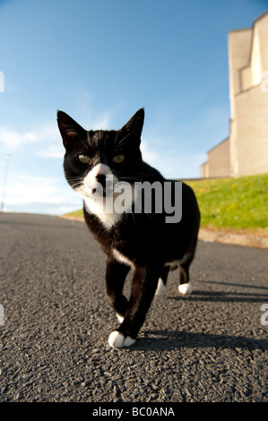 Nahaufnahme einer schwarzen Katze mit weißer Nase Kätzchen zu Fuß über die Straße Stockfoto