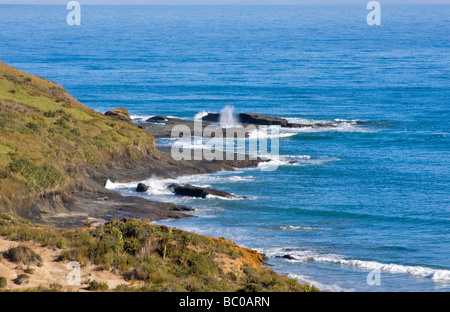 Tasmanische See von Arai Te Uru Erholung Reserve, Omapere, Neuseeland Stockfoto