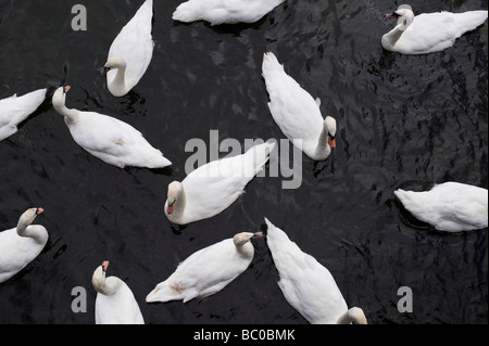 Schwäne Muster auf dem Fluss Avon, Stratford-upon-Avon, Warwickshire, England Stockfoto