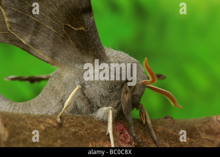 Pappel Hawk Moth - Laothoe populi Stockfoto