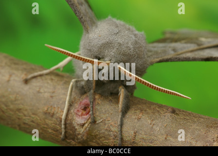 Pappel Hawk Moth - Laothoe populi Stockfoto