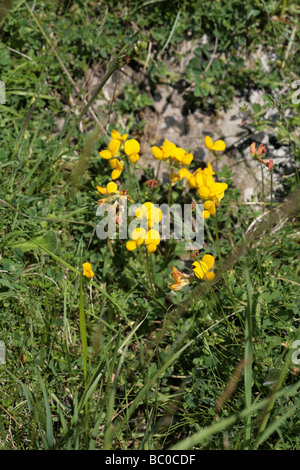 Gemeinsamen Vogel's – Foot Trefoil Lathkill Dale Derbyshire England Stockfoto