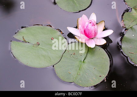 Seerose. Stockfoto