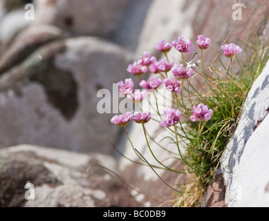 Meer Sparsamkeit wächst in küstennahen Sandstein, Rubha Nan Sasan, Loch Ewe Stockfoto