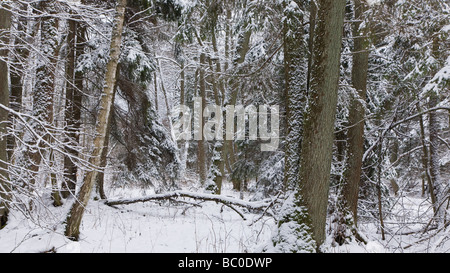 Winterlandschaft des natürlichen Waldes mit Erle Baumstamm im Vordergrund Stockfoto