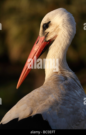 Porträt der Weißstorch, Ciconia Ciconia. Extremadura, Spanien Stockfoto