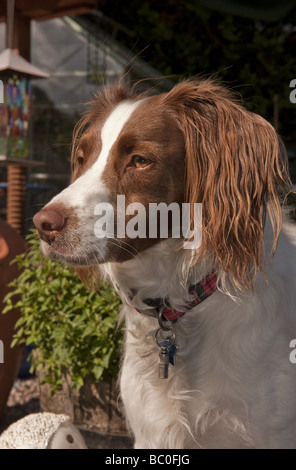 Suche junge Springer Spaniel Hund mit Halsband und Name-Tag im Garten zu warnen Stockfoto