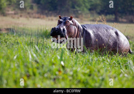 Wütend Nilpferd aufladen Stockfoto