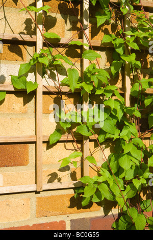 Clematis Klettern Spalier auf Wand. Stockfoto