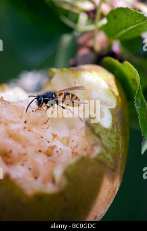 Wespe Essen eine Birne auf einem Baum in einem englischen Obstgarten Stockfoto